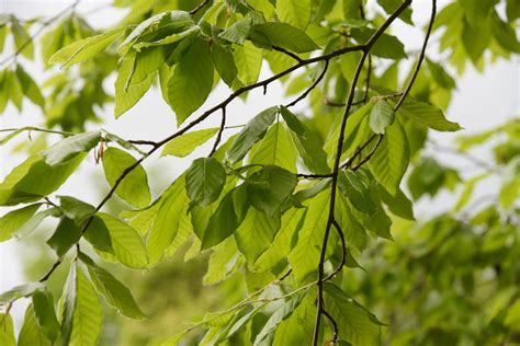 American Beech: Plant Care & Growing Guide