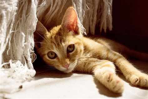 Cat Lying Down · Free Stock Photo