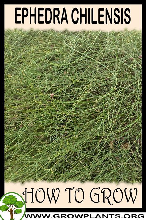 Ephedra chilensis - How to grow & care