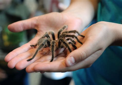 Tarantulas Rarely Bite (And Other Facts About the Friendly Spiders)