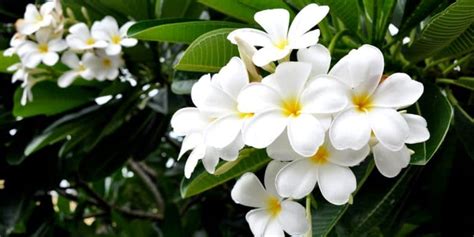 Hawaiian Flowering Trees: 12 Beautiful Varieties - GFL Outdoors