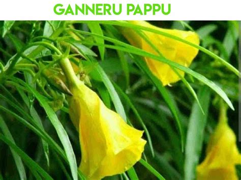 Ganneru pappu : గన్నేరు పప్పు అంత ప్రమాదకరమా ? - Telugusitara