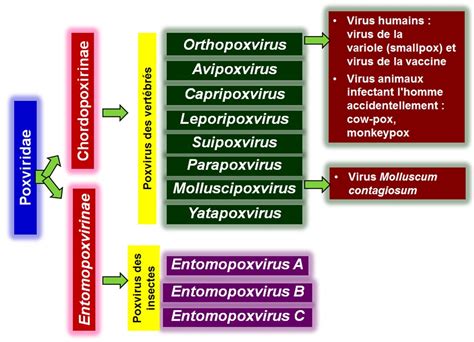 Images sélectionnées Poxviridae - vaccine - variole