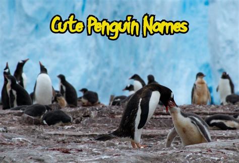 Top 90+ Cute Penguin Names (For Male, Female, And Baby Penguins)