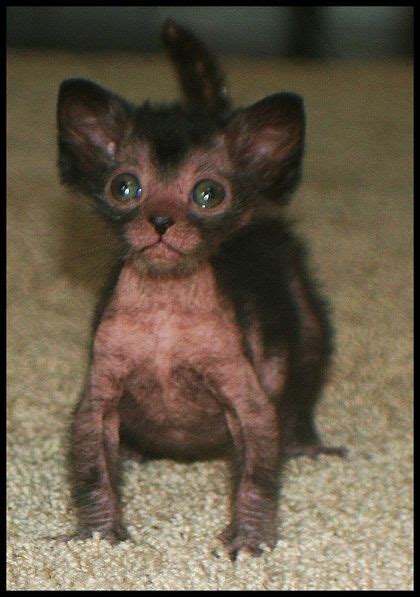 Lykoi kitten Gorgeous Cats, Animals Beautiful, Sphynx, Kittens And Puppies, Cats And Kittens ...