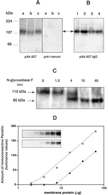 Characterization of human pendrin by Western blot. A, Immunodetection... | Download Scientific ...