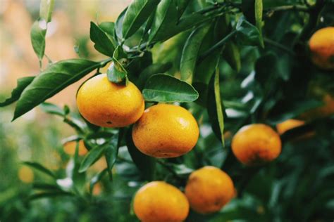 Jeju Tangerine Picking Guide: Jeju Island, South Korea - Television of ...