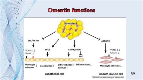 Adipose tissue hormones