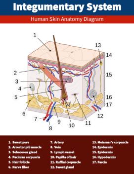 Integumentary System Diagram