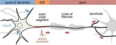 The Axon Initial Segment, 50Years Later: A Nexus for Neuronal Organization and Function ...