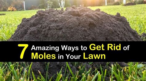 7 Amazing Ways to Get Rid of Moles in Your Lawn | Moles in yard, Mole ...