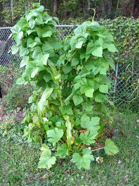 Growing Food in Florida: Three sisters garden: they are growing