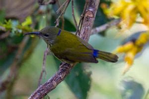 Purple-naped Sunbird Identification - Shanghai Birding 上海观鸟