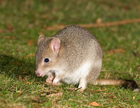 TASMANIAN BETTONG LIFE EXPECTANCY