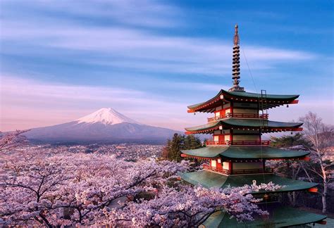 [100+] Japan Cherry Blossom Wallpapers | Wallpapers.com