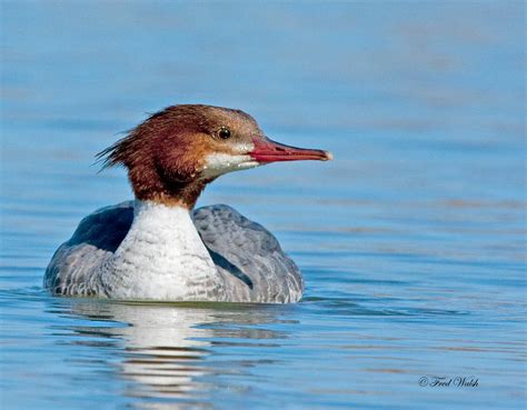 fred walsh photos: Common Merganser, female