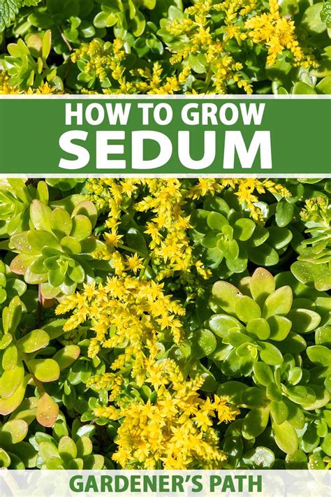 How to Plant and Grow Sedum (Stonecrop) | Gardener’s Path