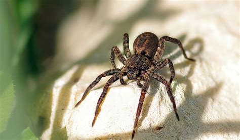 Wolf Spiders - Great Facts, Venom & Habitat Information