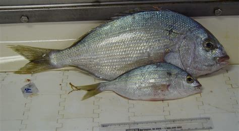 Lagodon rhomboides » NCFishes.com