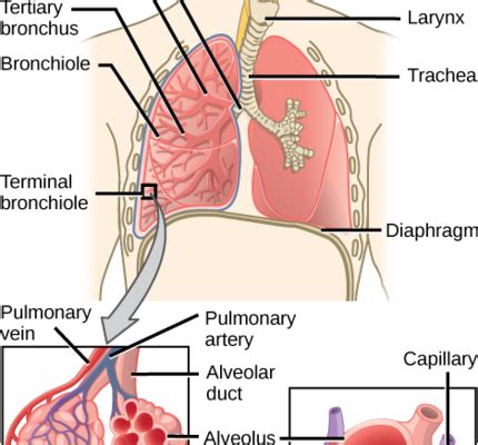 Human Respiratory System Diagram - Class 10 - CBSE Class Notes Online - Classnotes123