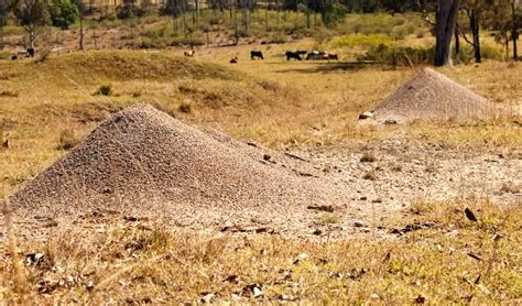 5 Bull Ant Nest Photos, Pictures And Background Images For Free ...