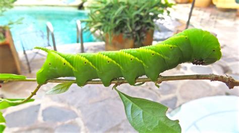 More Hummingbird Moth Larvae Photos | lifelessons – a blog by Judy ...