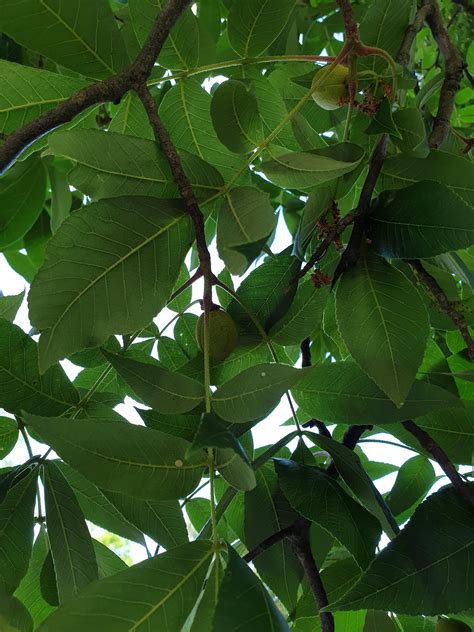 What kind of tree is this? Central NC. : r/PlantIdentification