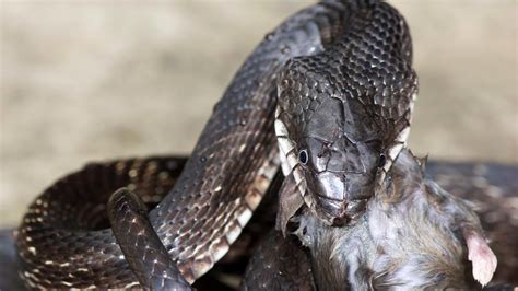 From the Rhino to the Corn: 10 Facts From the Wide World of Rat Snakes ...