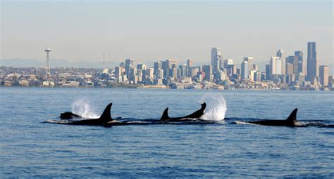 Orcas in Puget Sound - CBS News