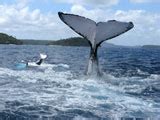 Whale Watching - Diving in Tonga Vava'u. dive courses Tonga Pacific Island. Whale watching tonga