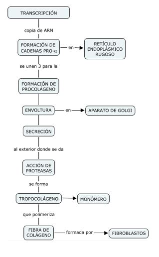 APOYO PROFESOR JANO: SECUENCIA DE LA BIOSÍNTESIS DEL COLÁGENO