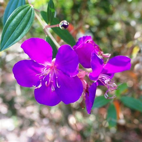 Tibouchina Flower Plant Care | Best Flower Site