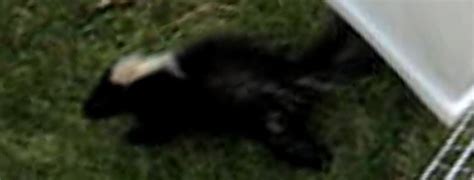 A Skunk's Natural Diet and How It Obtains Food