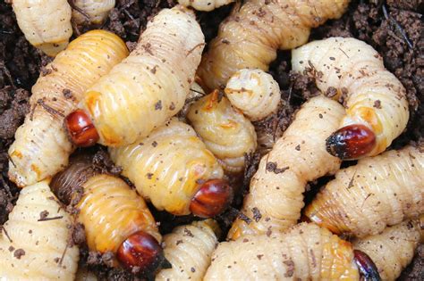 Sago Grub (Butod), the Most Bizarre Food of Borneo | MySabah.com