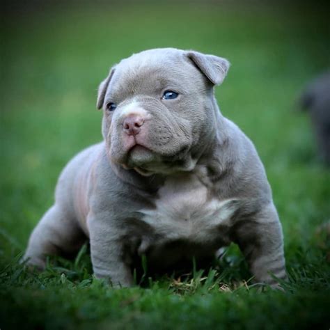 Pocket Pits Puppies : Pocket Pitbull Dog Breed Info Pictures ...