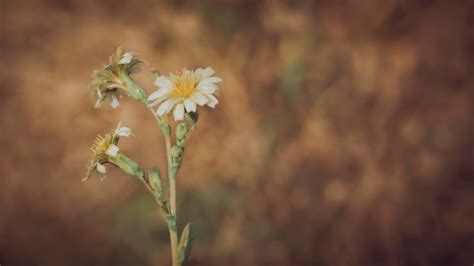 Premium Photo | Lactuca flowers