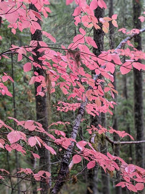 Went hiking today and found this tree with pink leaves [Oregon] : r/mildlyinteresting