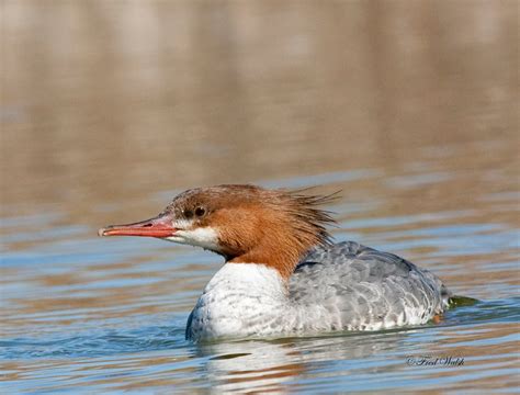 fred walsh photos: Common Merganser, female