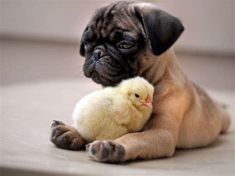 The Ultimate Collection of Best Cute Animals Pictures and Videos