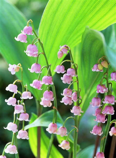 Convallaria Majalis Var. rosea pink Lily Of The Valley Photograph by Friedrich Strauss - Fine ...