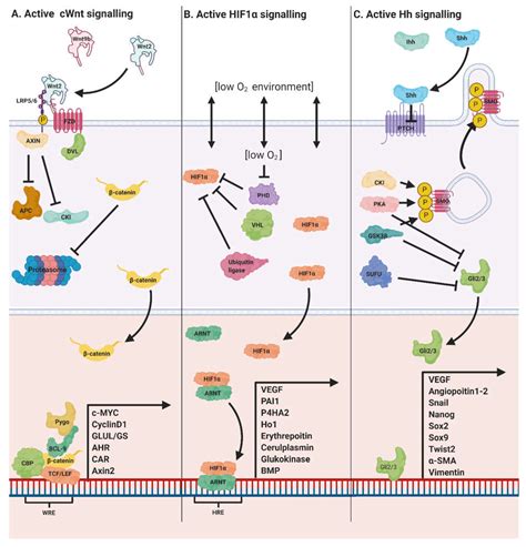 Genes | Free Full-Text | The Canonical Wnt Pathway as a Key Regulator in Liver Development ...