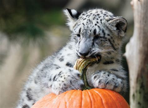 These Animals With Pumpkins Are Adorable, But The Threats They Face Are Not | HuffPost