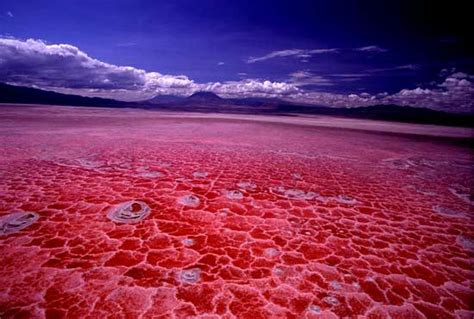 The red petrifying lake Natron, Tanzania » Tripfreakz.com