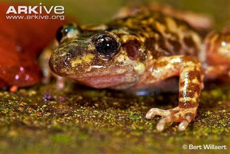 Majorcan midwife toad - Alchetron, The Free Social Encyclopedia