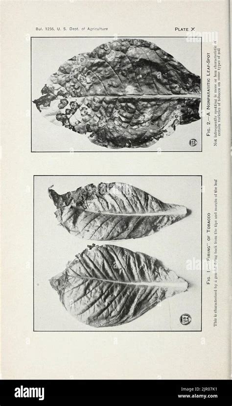 Tobacco diseases and their control Stock Photo - Alamy