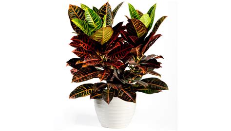 Indoor House Plants | Croton Plant Care