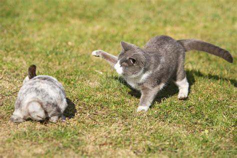 Cat playing with a rabbit stock photo. Image of domestic - 8909812