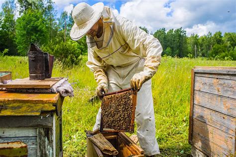 The ABCs Of Beekeeping - A Guide For Beginners - BeekeepingABC