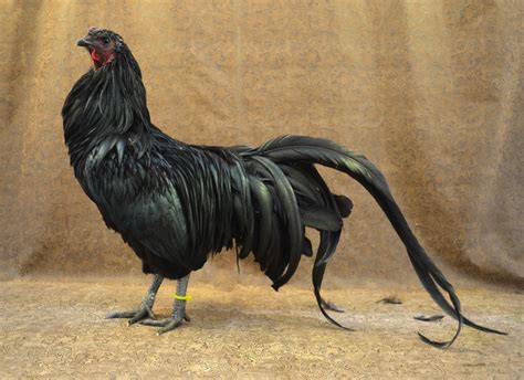 Black Gamefowl Breeds