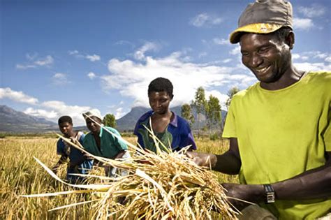 Nigeria Agriculture Archives - Nigeria Business News